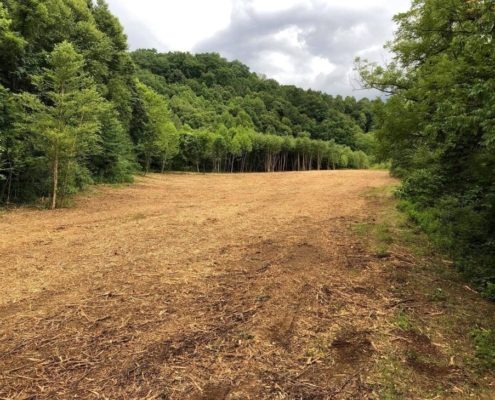 Clear land with a line of forest trees on each side.