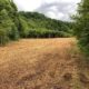 Clear land with a line of forest trees on each side.